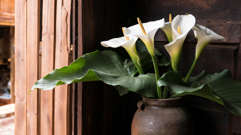 Calla lilies displayed in a pot placed in a dark room with sun shining through the window