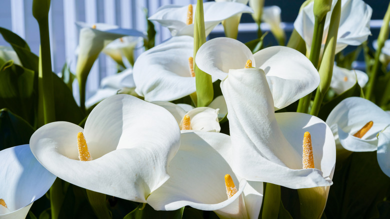 Calla lilies growing in a sunny spot in a garden
