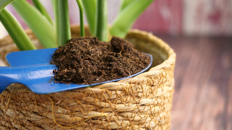 close up of person adding soil to a woven planter