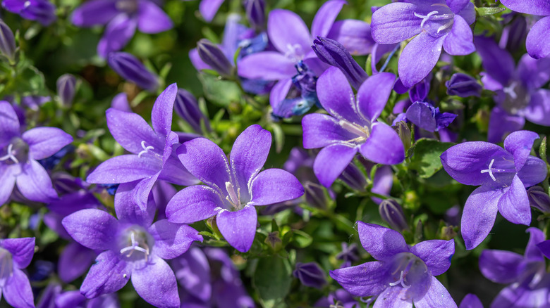 Cluster of blue bellflowers