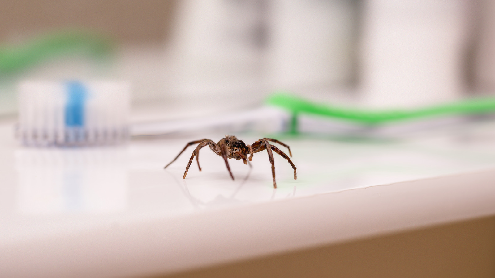 How to Get Rid of Spiders and Keep Them Away for Good