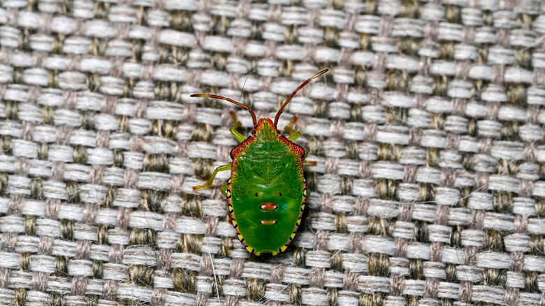 Green stink bug on sofa indoors