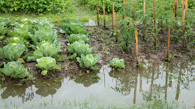 Flooding in a vegetable garden