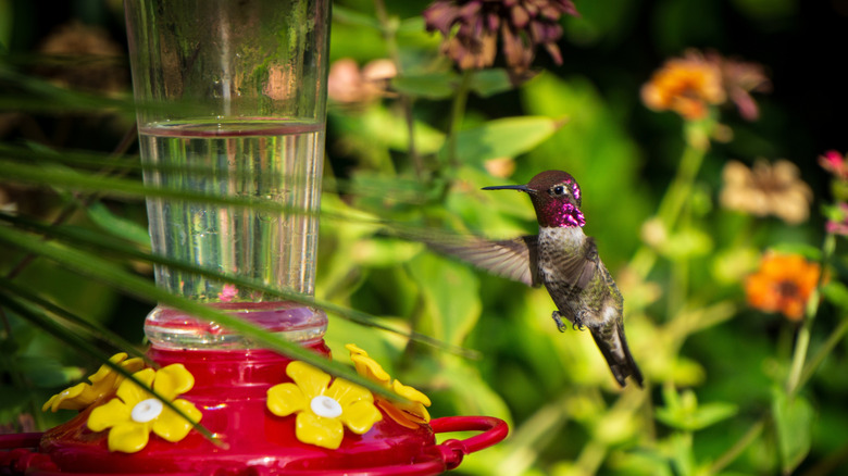 Hummingbirds around bird feeder