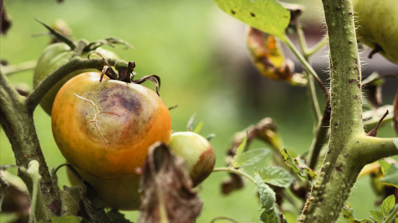 A closeup of a diseased tomato plant with brown, rotting stems and tomatoes