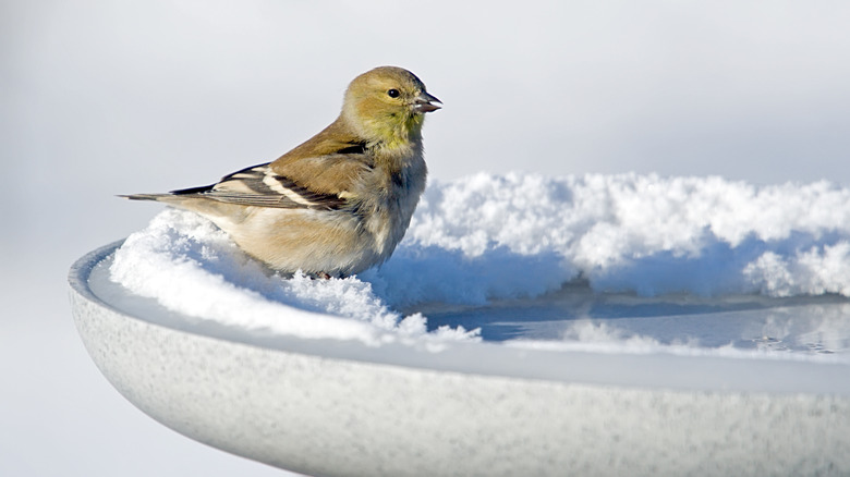 bird on bath with snow