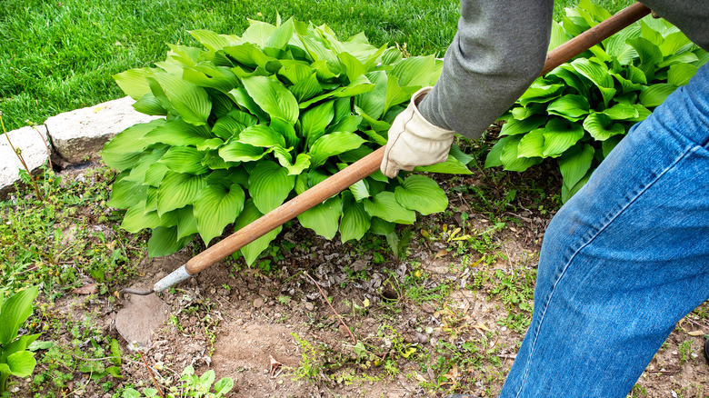 man removing weeds around plants
