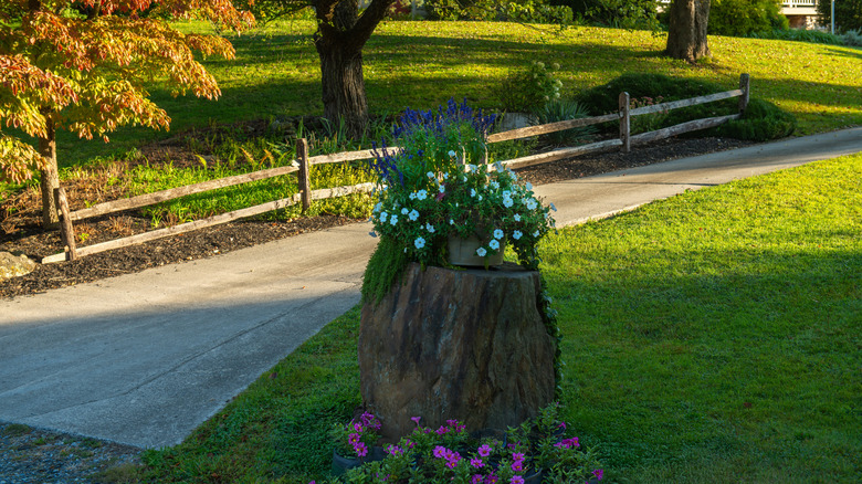 Tree stump near a driceway with potted plants on top and flowers planted around the base of the stump