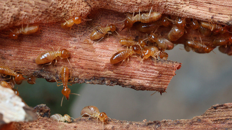 Red termites feeding on damaged wood