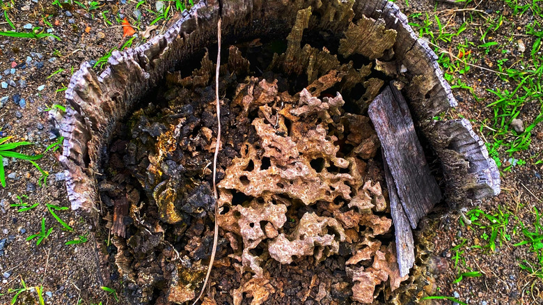 rotting tree stump with termite damage