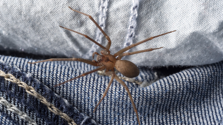 Brown recluse crawling on clothes