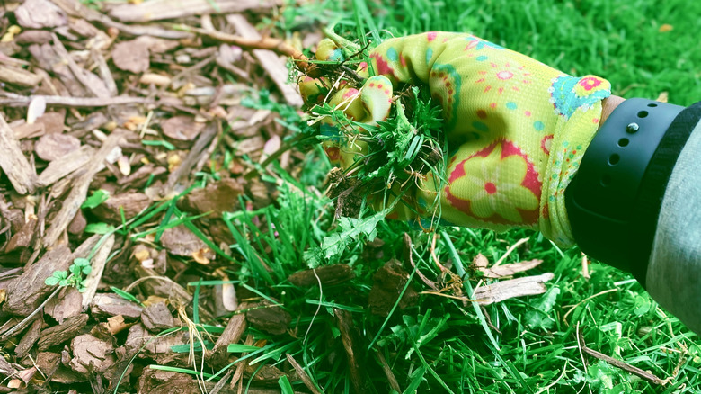 A gloved hand pulling weeds from garden bed