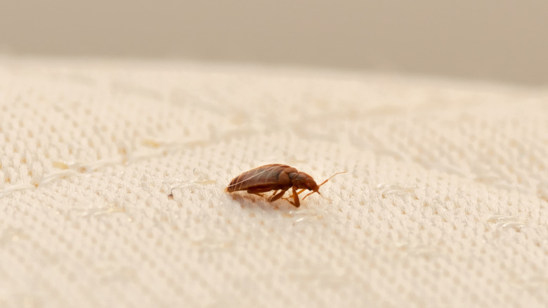 bed bug on bed