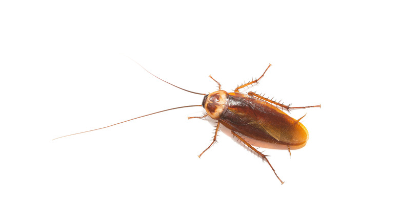 closeup of cockroach 