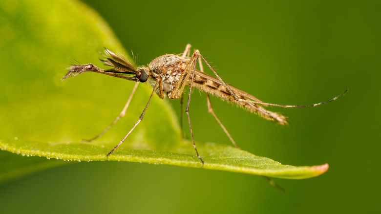 close up of a mosquito on a leaf