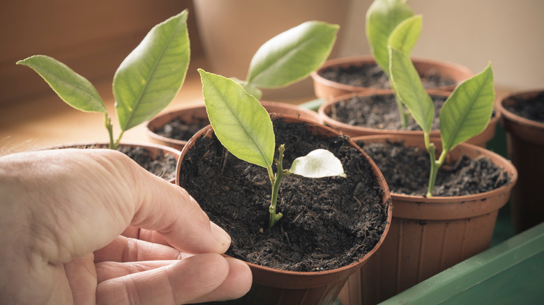 Young plants in pots