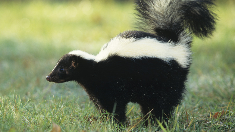 skunk in the yard