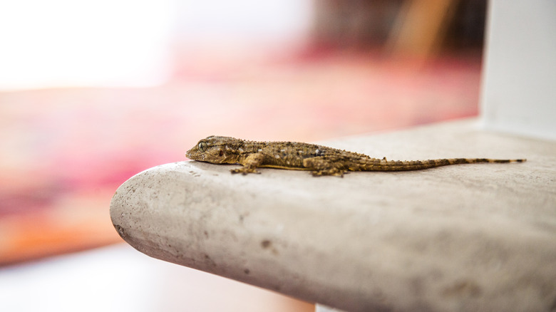 Lizard in house