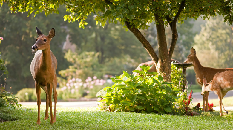 deer in garden