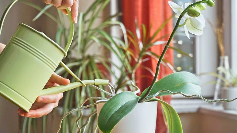 Hand holding watering can to plant