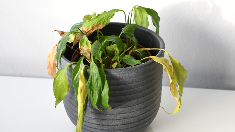 Potted peace lily with wilting leaves