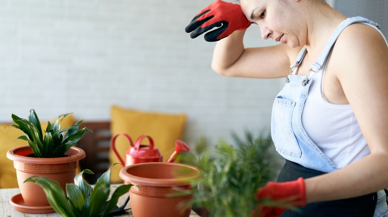 Gardener wiping forehead, standing next to potted plants