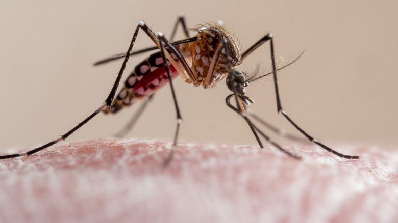 An up-close view of a mosquito on skin.