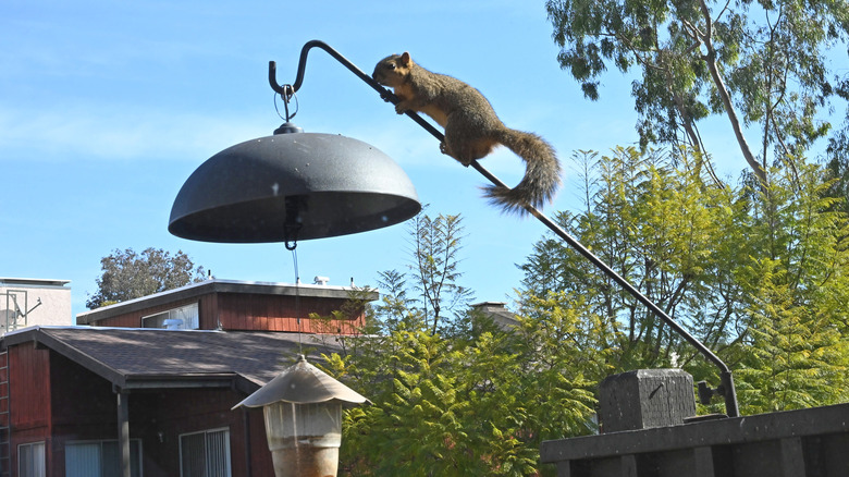 Squirrel attempting to bypass a baffle to get to a bird feeder