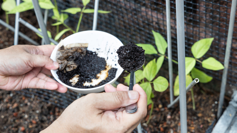 Closeup of person adding coffee grounds to vegetable bed