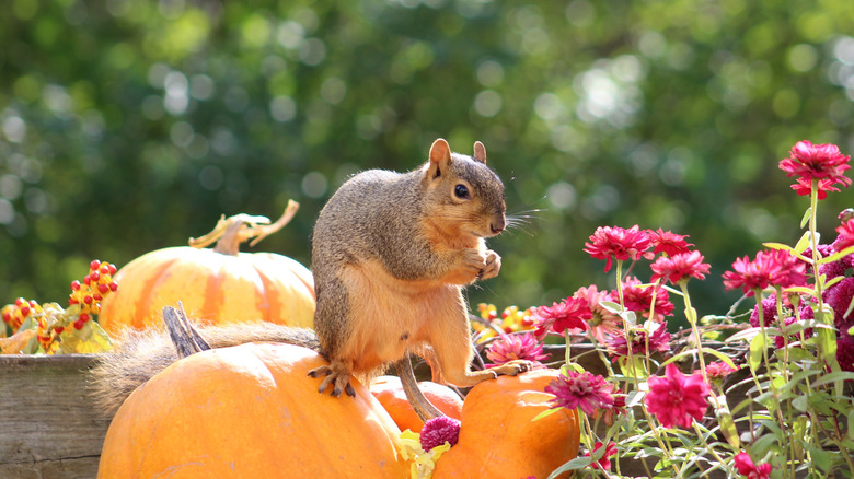 Squirrel sitting on large pumpkins near some colorful flowers