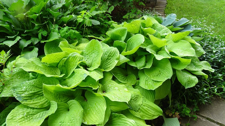 hostas in a flowerbed