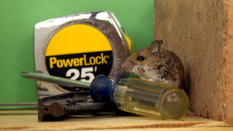 mouse hiding in a garage corner near hand tools