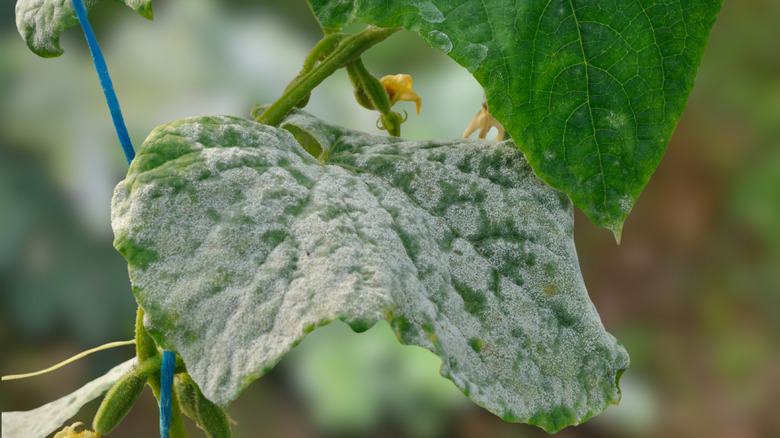 Close up of powdery mildew fungi on plant leaf