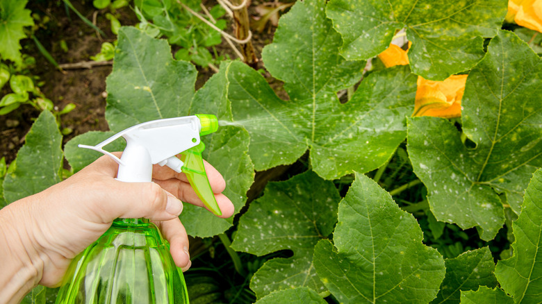 Gardener spraying powdery mildew leaf with solution
