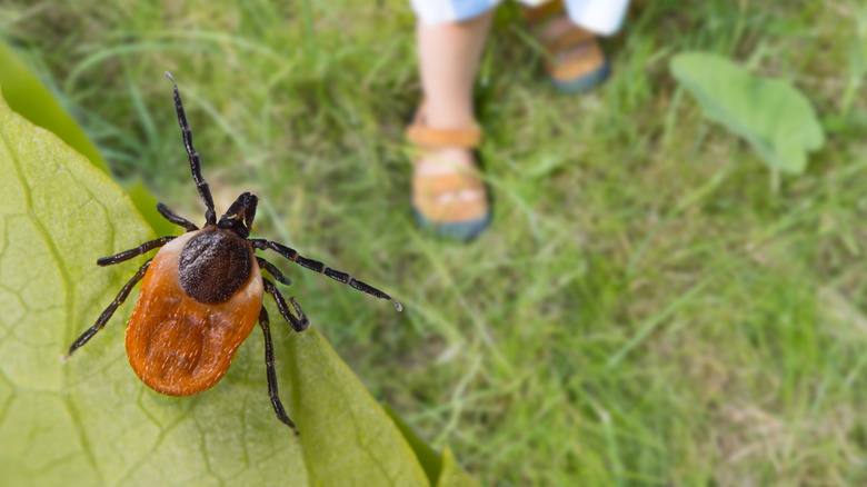 A deer tick on a leaf in the garden