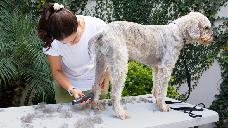 A woman uses clippers to groom a dog on a table in a garden.