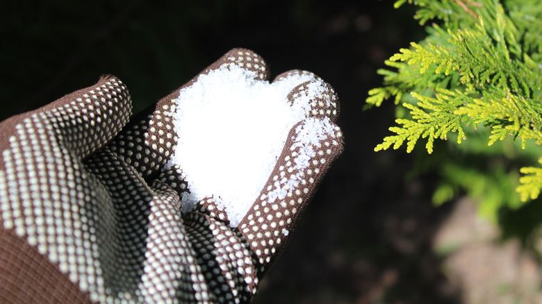 Epsom salt on a gloved hand in garden