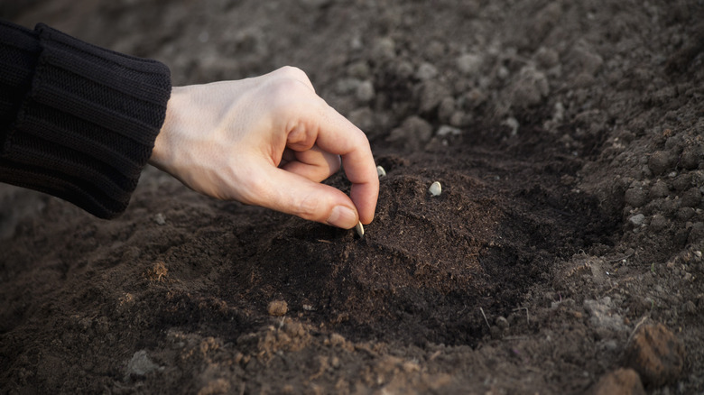 Hand placing seeds in soil
