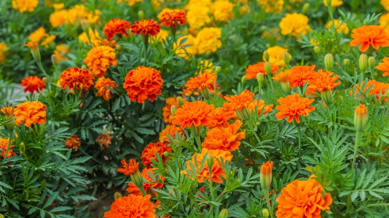 Yellow and orange marigolds in bloom.