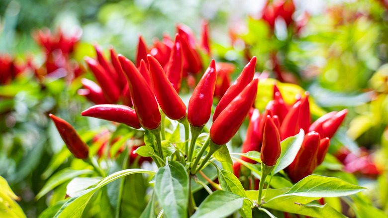 Capsicum annum plant