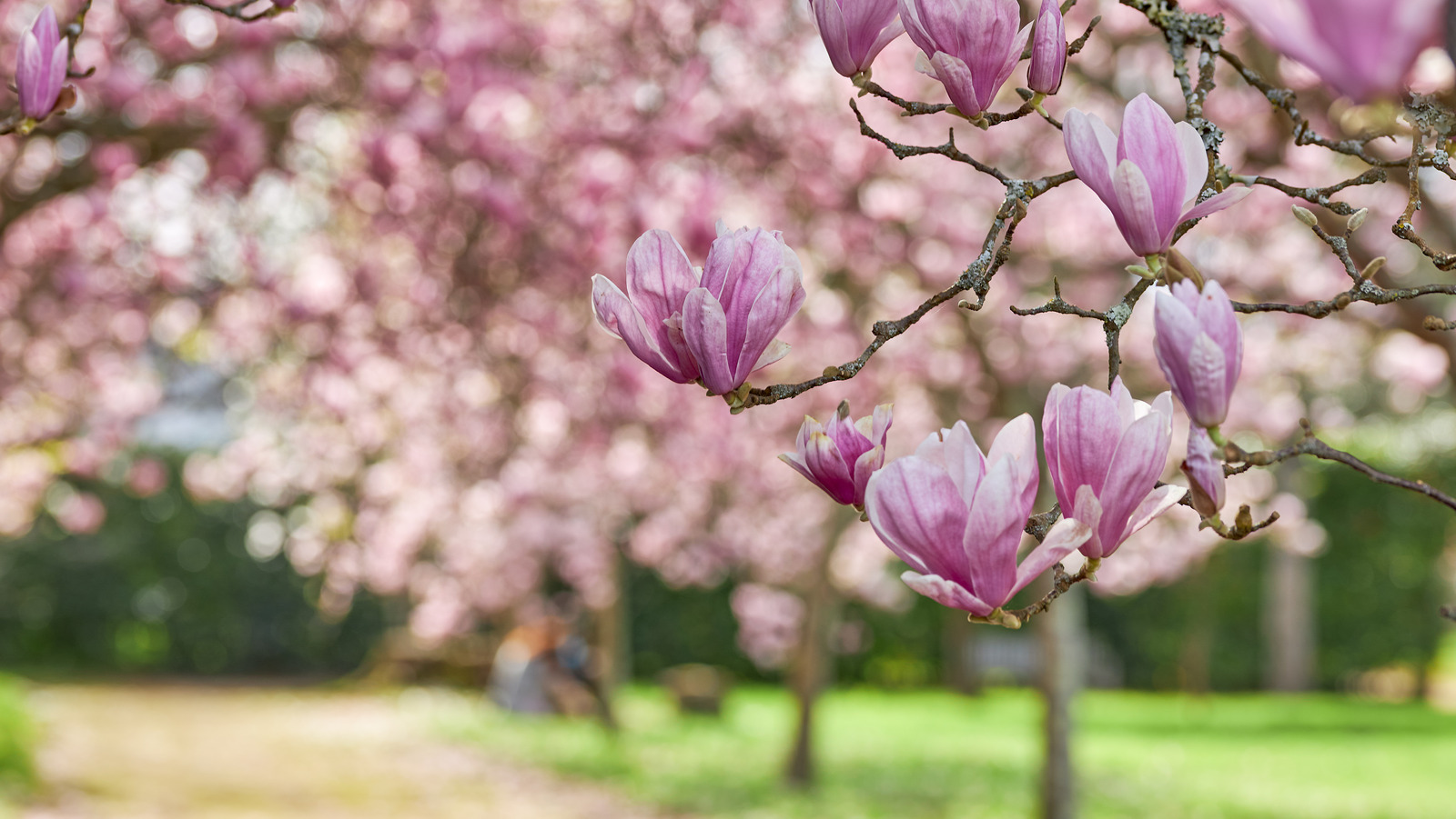 Applying coffee grounds to a magnolia tree base