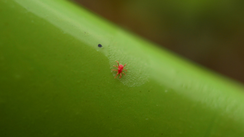 Chigger close up on a leaf