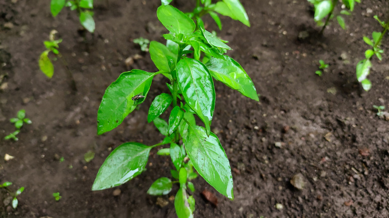 Basil plant growing in a garden after a rain with a fly on it