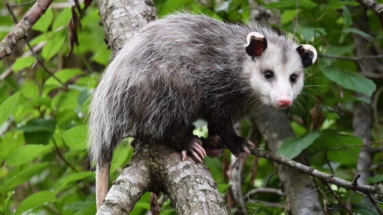 Opossum in tree