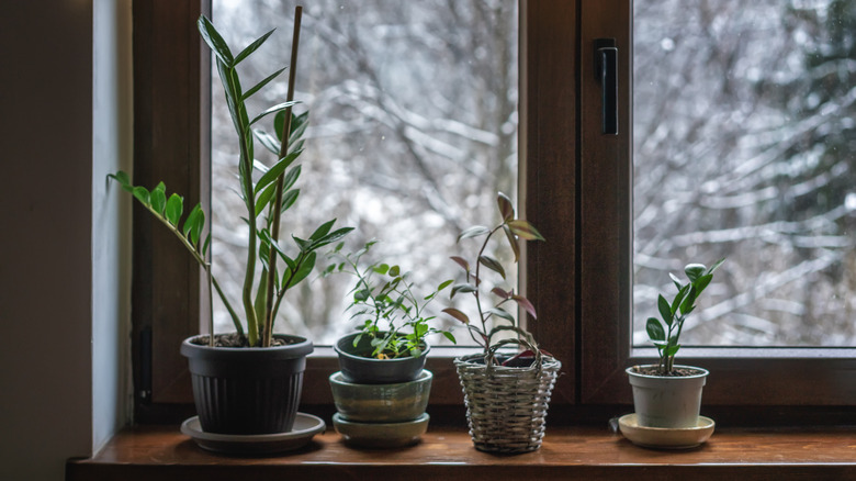 Houseplants sitting on window sill during winter.