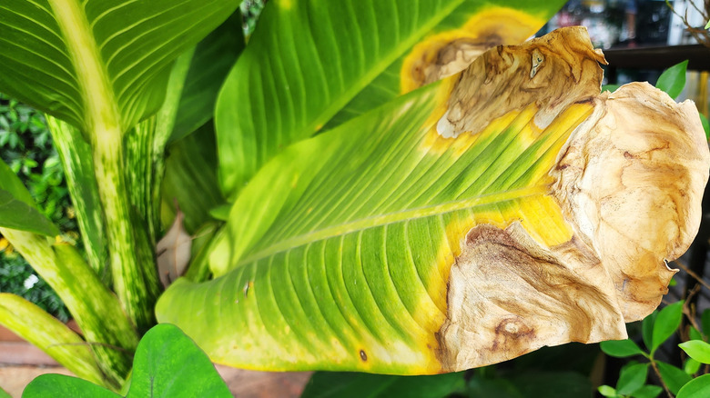 A leafy, green plant with leaf scorching.