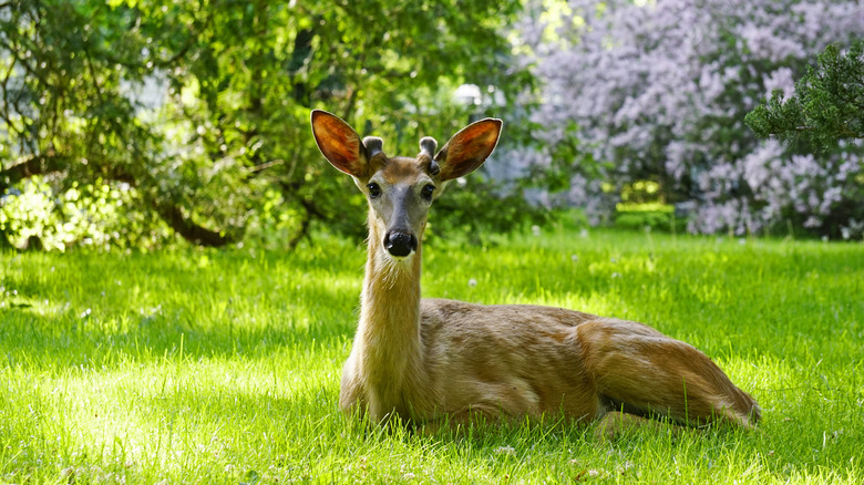 Deer in grass