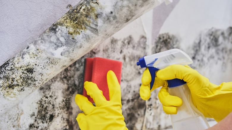 person using a spray and sponge to remove mold