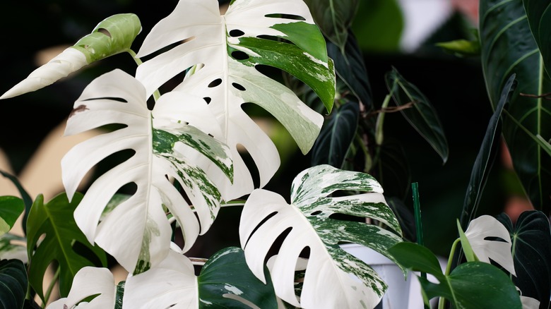 Variegated Monstera plant