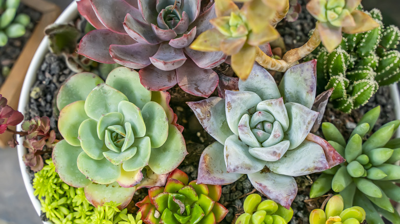A variety of succulents in a container